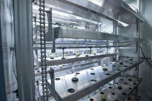 2024光明多多垂直農(nóng)業(yè)挑戰(zhàn)賽決賽啟動 京滬魯6支隊伍爆改集裝箱,比拼ai種菜